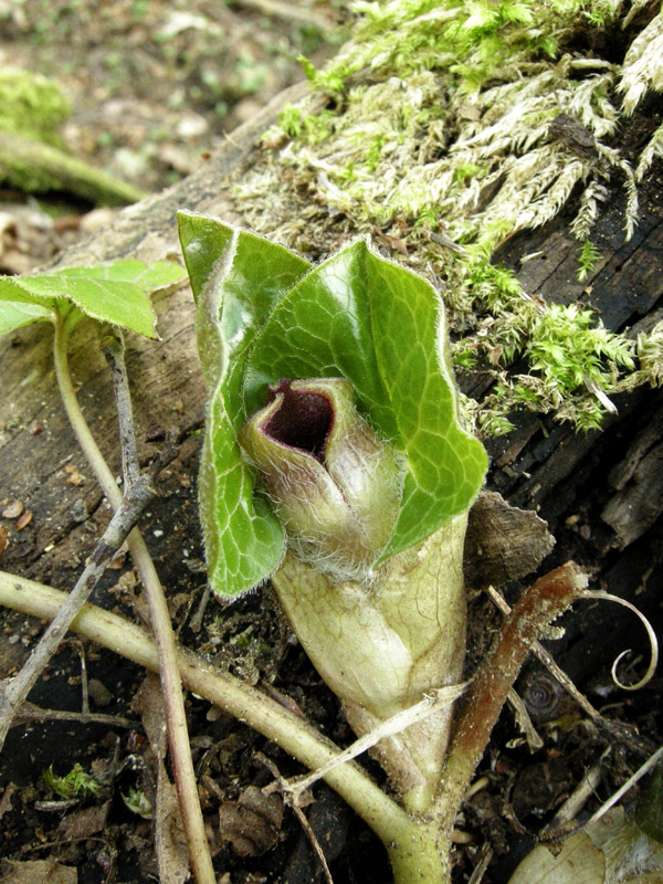 Asarum europaeum L.  /  Baccaro